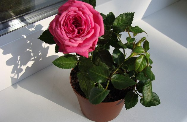 Можно ли выращивать чайно гибридные розы в горшках дома?