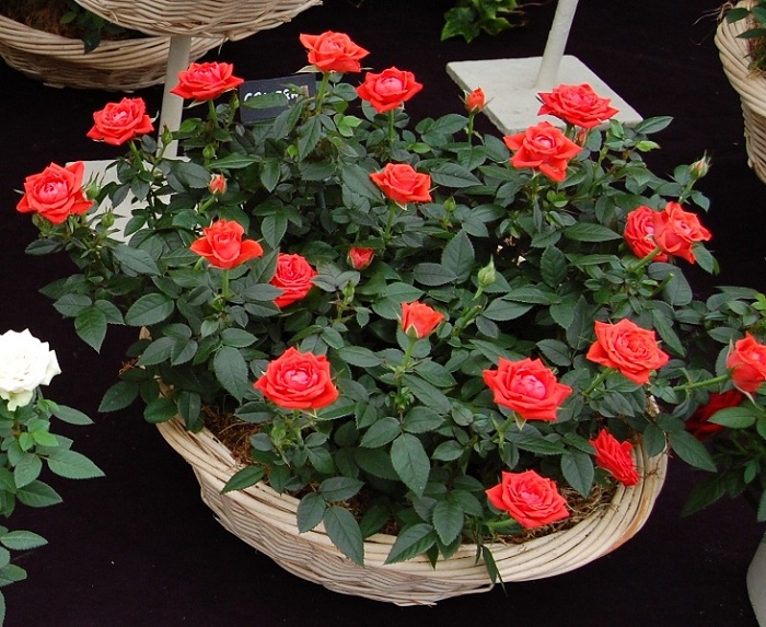Можно ли выращивать чайно гибридные розы в горшках дома?