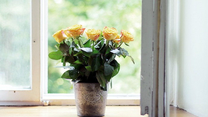Можно ли выращивать чайно гибридную розу в квартире?