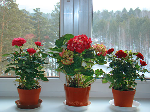 Фото с сайта: nice-flowers.com