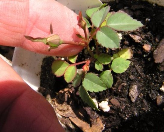 Как выращивать розы в домашних условиях из семян технология?