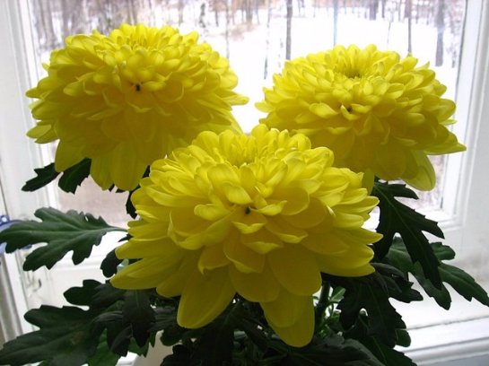 Фото с сайта: flowertimes.ru