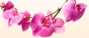 Салон цветов «Орхидея»