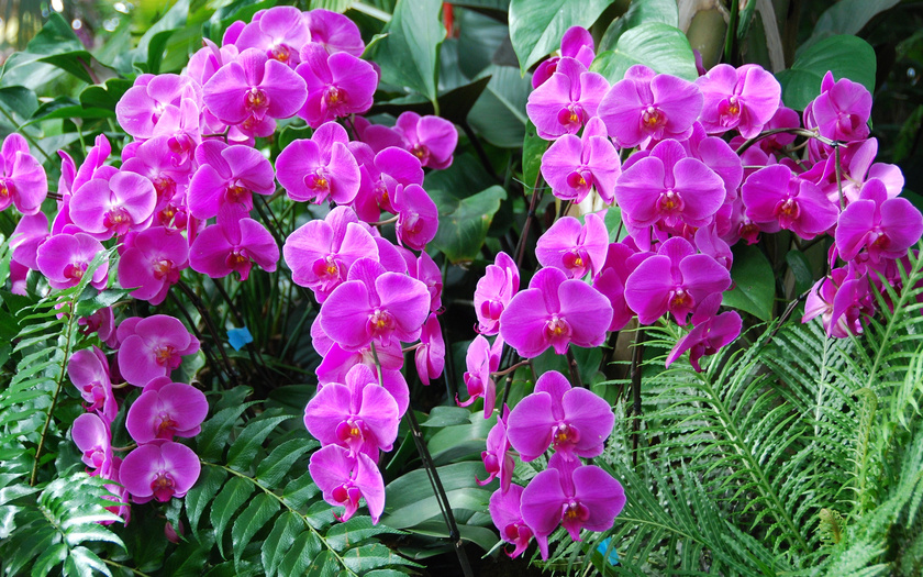 Как применяется янтарная кислота для орхидей