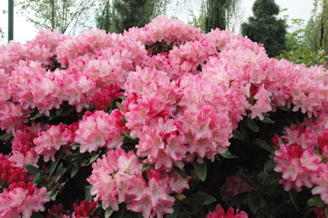 rododendron 10 18090037