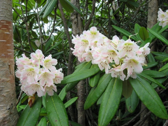 rododendron belyy 1 18115732