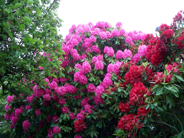 rododendron v sadu 3 18115212