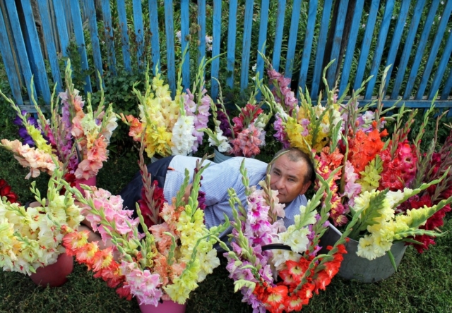 Гладиолусы в горшках (47 фото): посадка и уход за ними на улице и дома. Можно ли выращивать на балконе? Как их сажать? Почему не цветут?